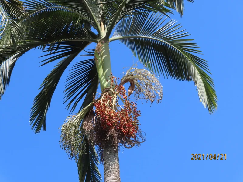 Cultivo y cuidados botánicos de Palmera de Alejandra