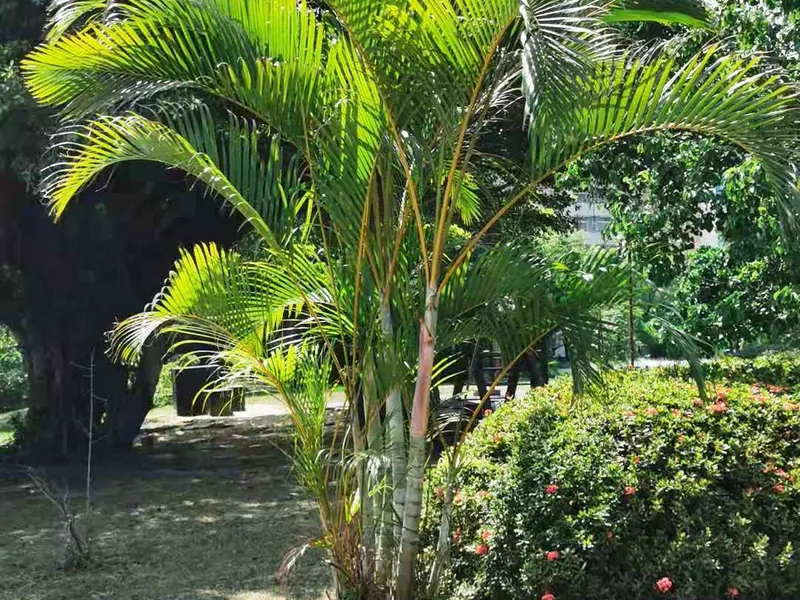 Cultivo y cuidados botánicos de Areca Dipsis Lutescens