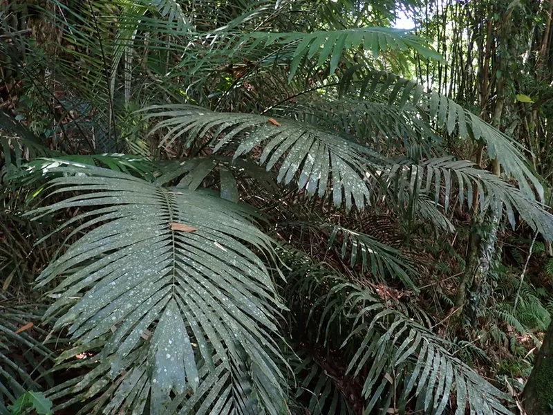 Cultivo y cuidados botánicos de Arenga Engleri