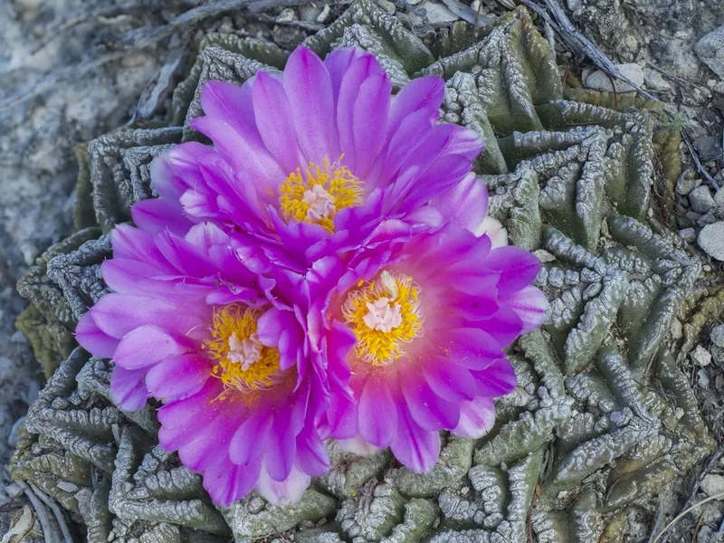 Cultivo y cuidados botánicos de Ariocarpus Fissuratus