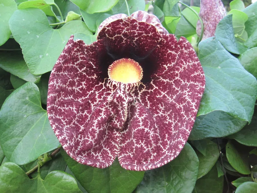 Cultivo y cuidados botánicos de Aristoloquia elegante