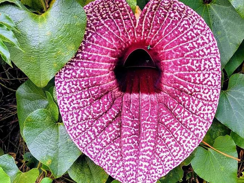 Cultivo y cuidados botánicos de Aristolochia Grandiflora