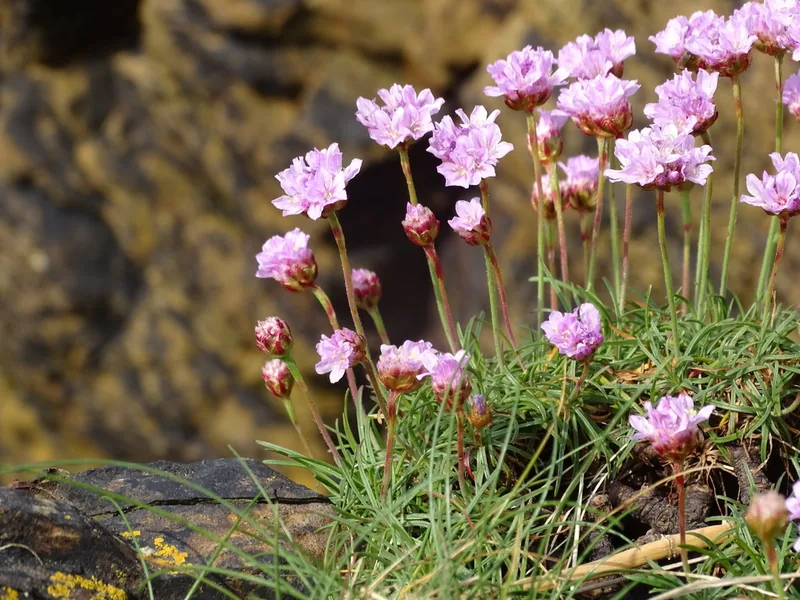 Cultivo y cuidados botánicos de Armeria Maritima