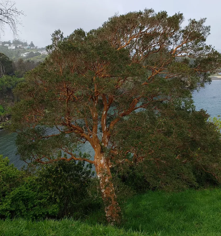 Ficha botánica de Arrayan (Myrtus communis)