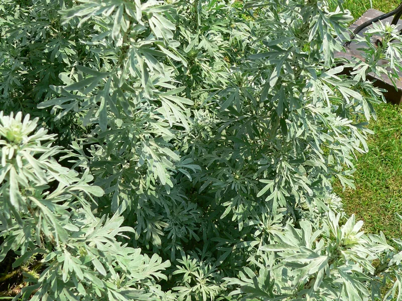 Cultivo y cuidados botánicos de Artemisa Absinthium