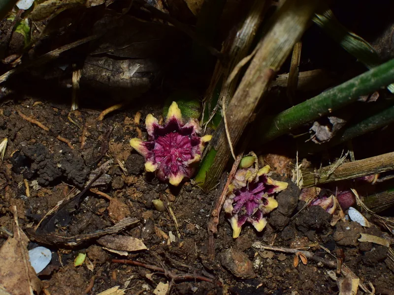 Cultivo y cuidados botánicos de Aspidistra Elatior