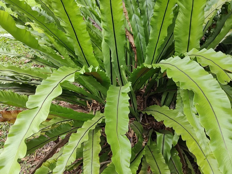 Cultivo y cuidados botánicos de Asplenium Nidus