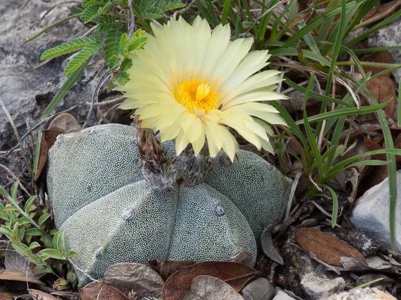 Cultivo y cuidados botánicos de Astrophytum Myriostigma