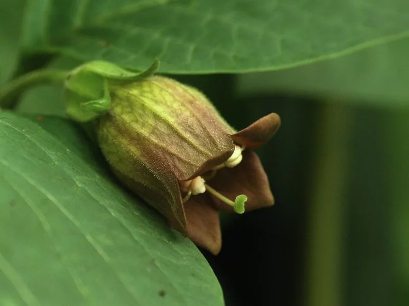 Cultivo y cuidados botánicos de Atropa Belladonna
