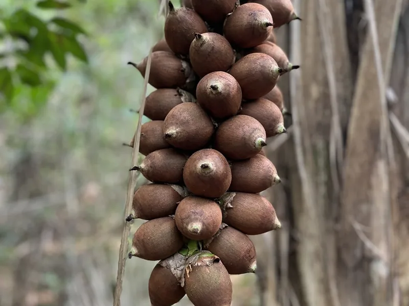 Cultivo y cuidados botánicos de Attalea Speciosa