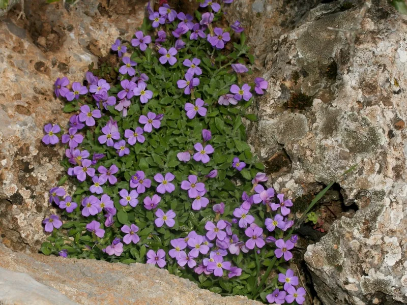 Cultivo y cuidados botánicos de Aubrieta Deltoidea