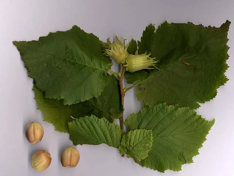 Cultivo y cuidados botánicos de Avellano