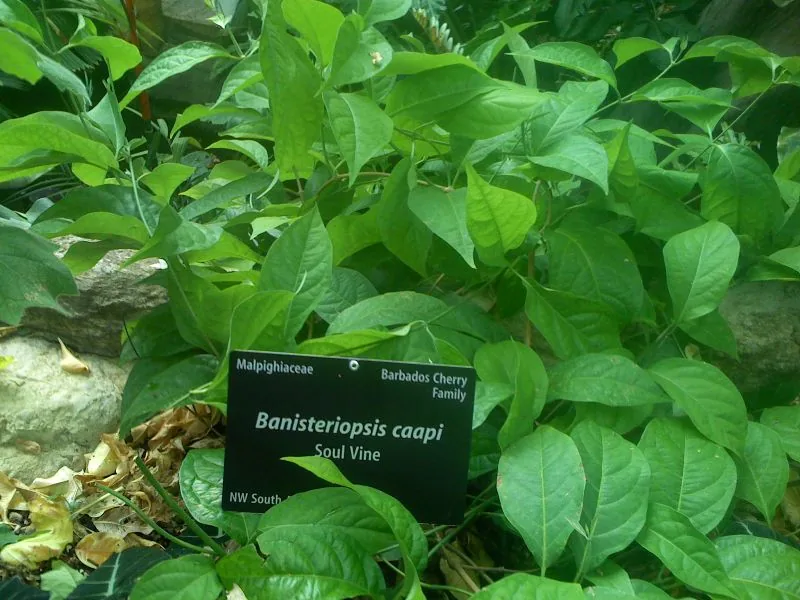 Cultivo y cuidados botánicos de Ayahuasca Banisteriopsis Caapi