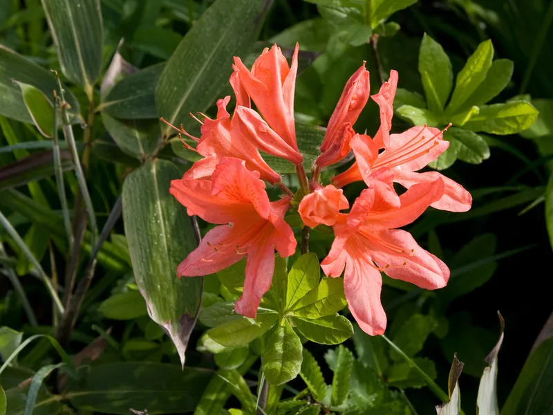 Cultivo y cuidados botánicos de Azalea Japonica