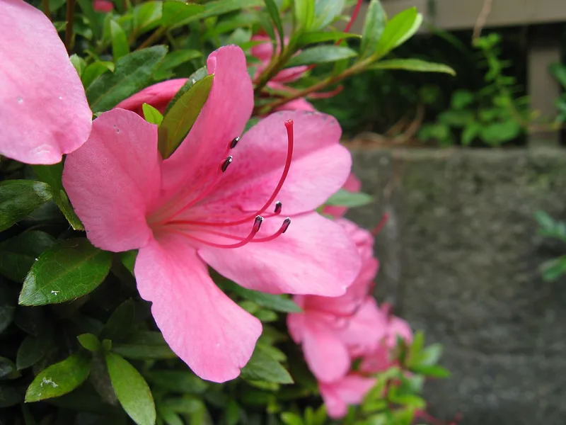 Cultivo y cuidados botánicos de Azalea Satsuki