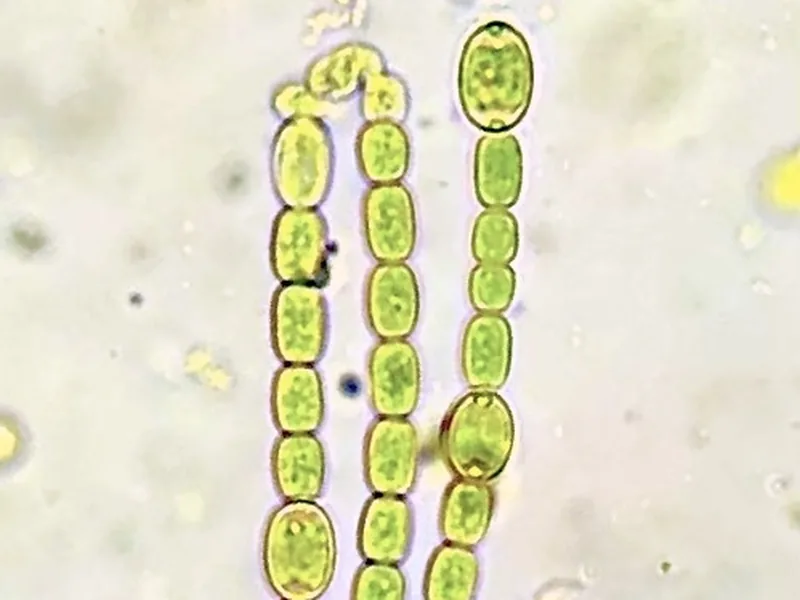 Cultivo y cuidados botánicos de Azolla Pinnata