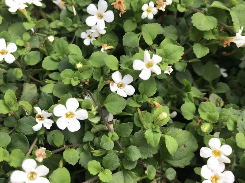 Cultivo y cuidados botánicos de Bacopa Sutera