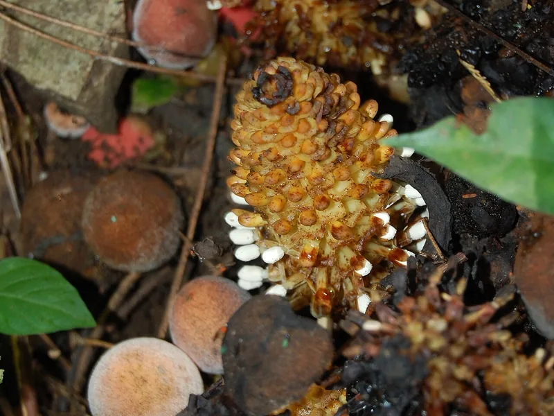 Cultivo y cuidados botánicos de Balanophora Harroweri