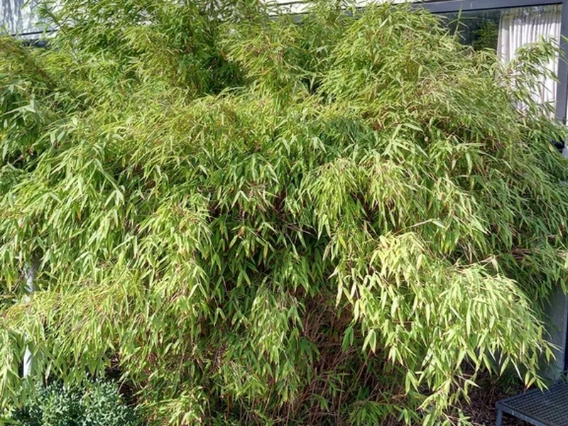 Cultivo y cuidados botánicos de Bambu Fargesia