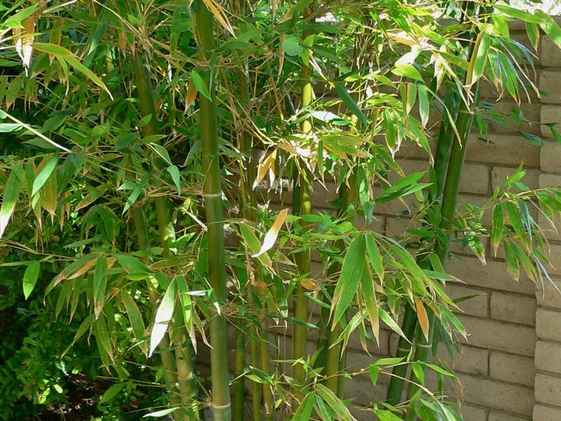 Cultivo y cuidados botánicos de Bambusa Oldhamii