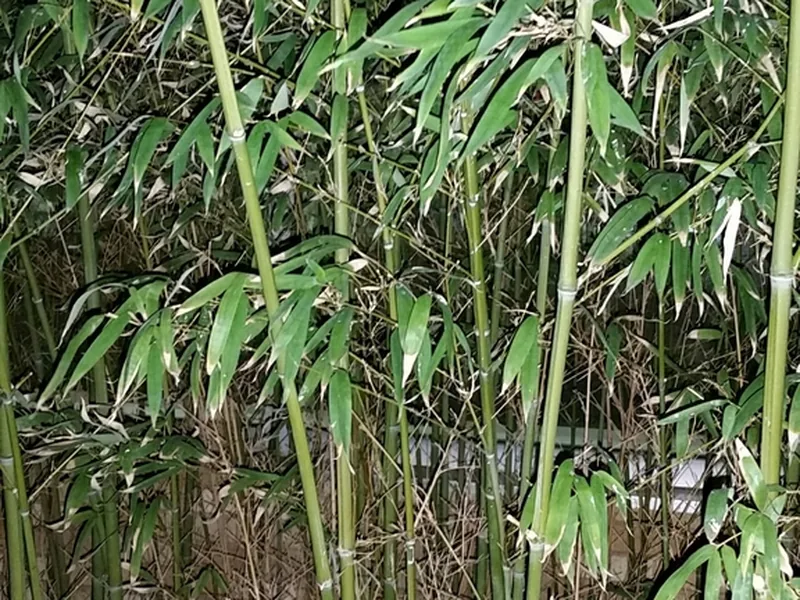 Cultivo y cuidados botánicos de Bambusa Textilis