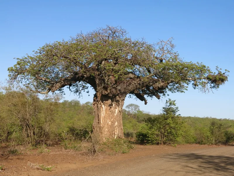 Cultivo y cuidados botánicos de Baobab africano