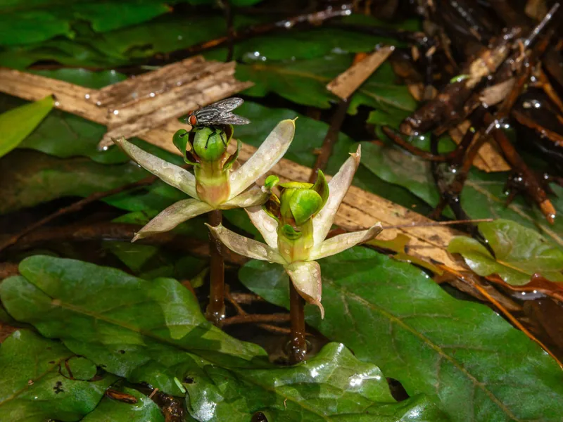 Cultivo y cuidados botánicos de Barclaya Longifolia
