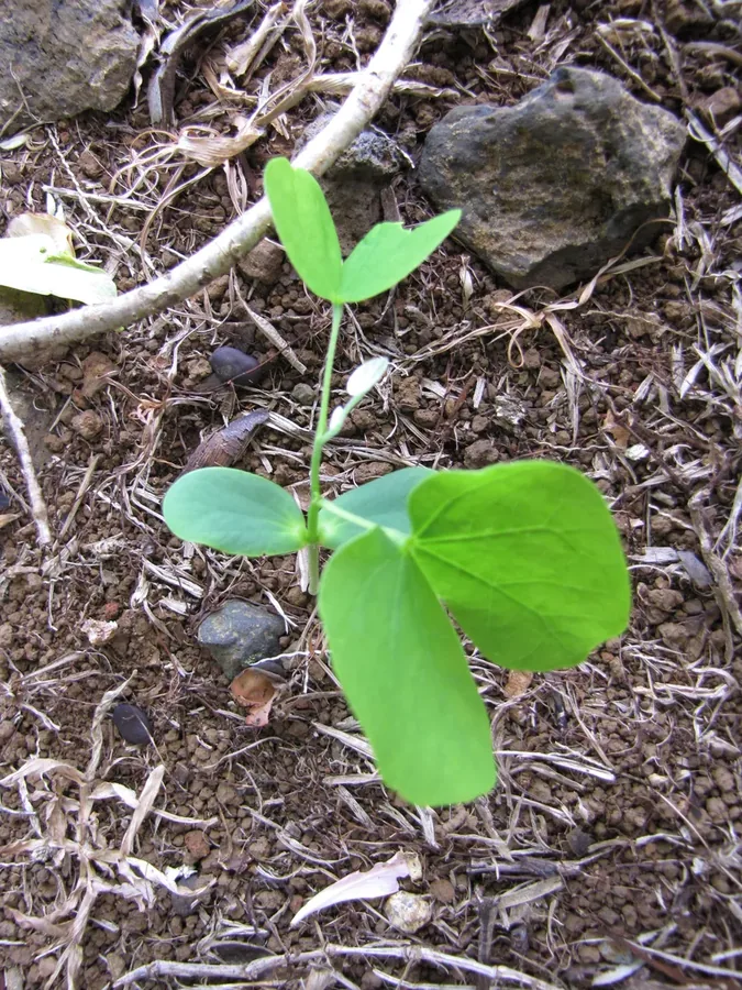 Cultivo y cuidados botánicos de Bauhinia Monandra