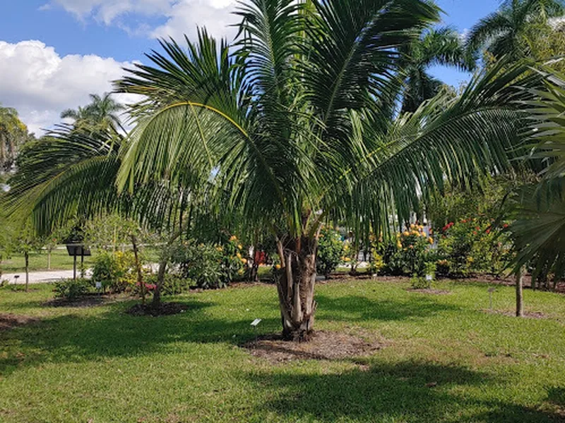 Cultivo y cuidados botánicos de Beccariophoenix Alfredii