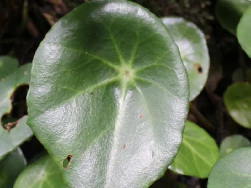 Cultivo y cuidados botánicos de Begonia Conchifolia