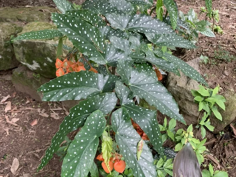 Cultivo y cuidados botánicos de Begonia Corallina