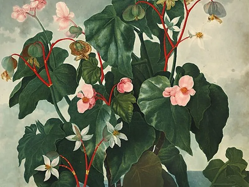 Cultivo y cuidados botánicos de Begonia Elatior