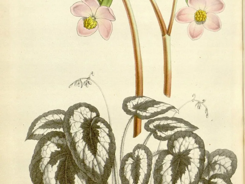 Cultivo y cuidados botánicos de Begonia Escargot