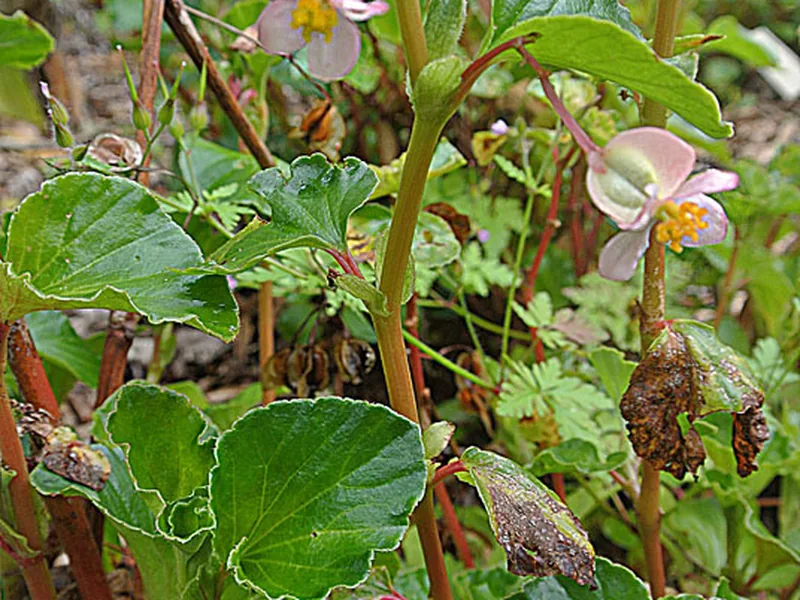 Cultivo y cuidados botánicos de Begonia Floracion