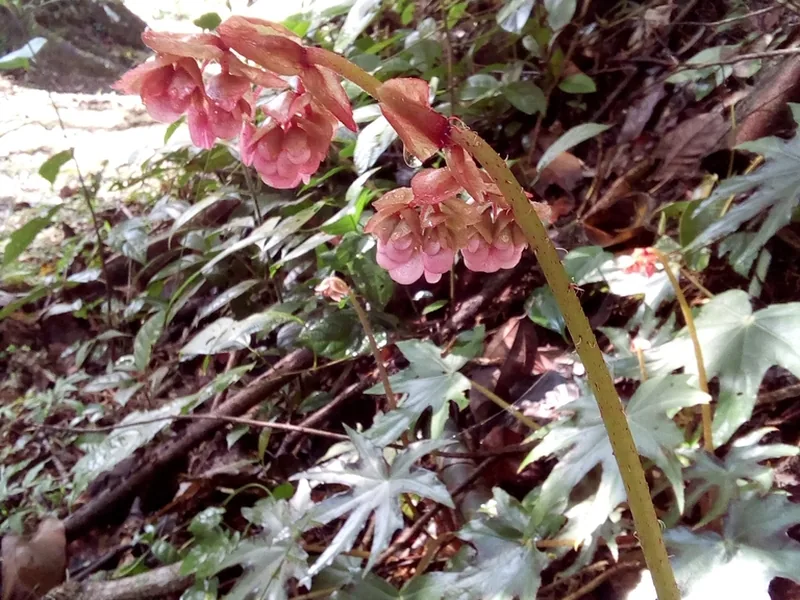 Cultivo y cuidados botánicos de Begonia Heracleifolia