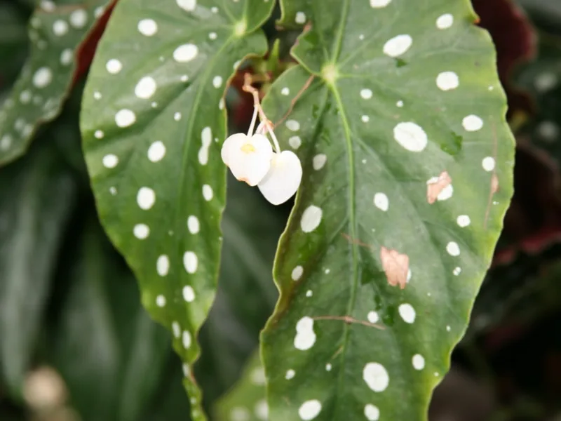 Cultivo y cuidados botánicos de Begonia Lucerna