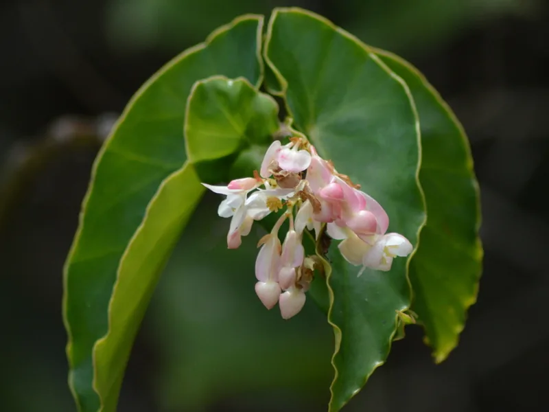 Cultivo y cuidados botánicos de Begonia Maculata