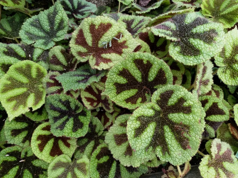 Cultivo y cuidados botánicos de Begonia Masoniana
