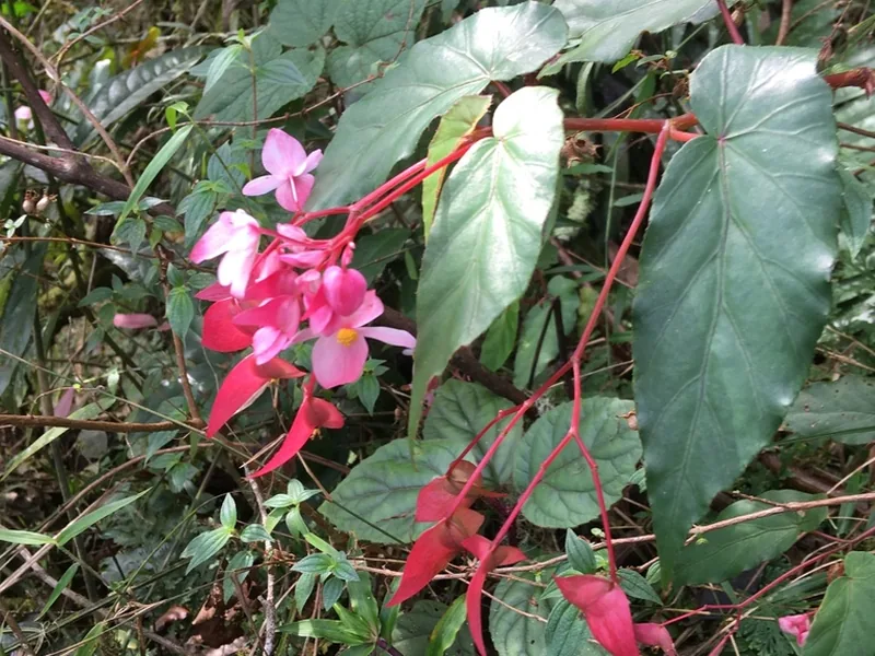Cultivo y cuidados botánicos de Begonia Metallica