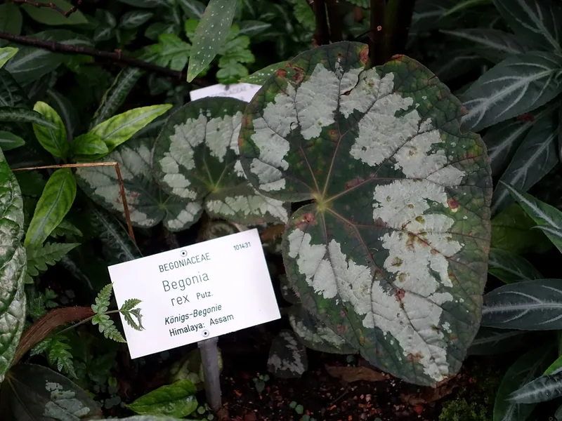 Cultivo y cuidados botánicos de Begonia Rex