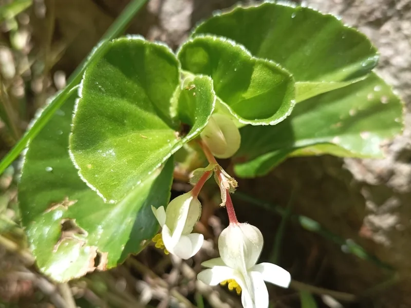 Cultivo y cuidados botánicos de Begonia Semperflorens
