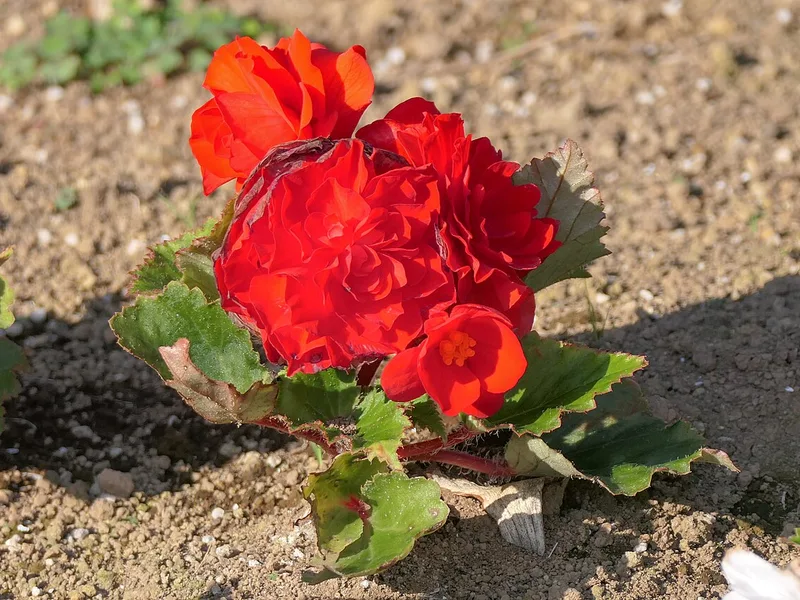 Cultivo y cuidados botánicos de Begonia Tuberhybrida Colgante