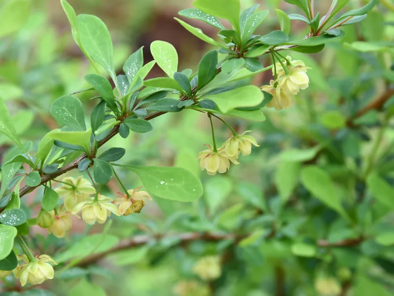 Cultivo y cuidados botánicos de Berberis Thunbergii