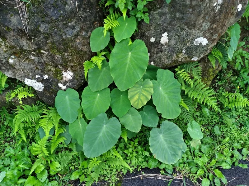 Cultivo y cuidados botánicos de Berenice Taro