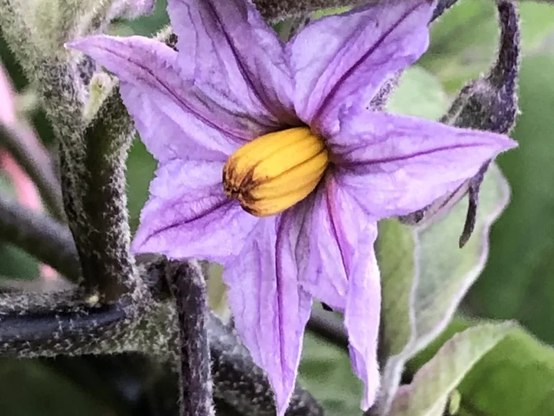 Cultivo y cuidados botánicos de Berenjena