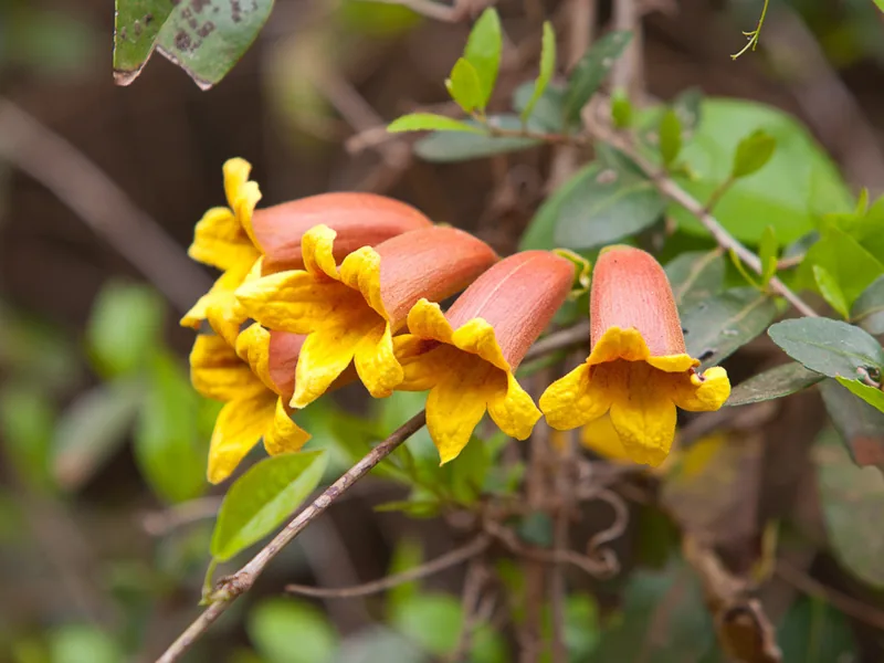 Cultivo y cuidados botánicos de Bignonia