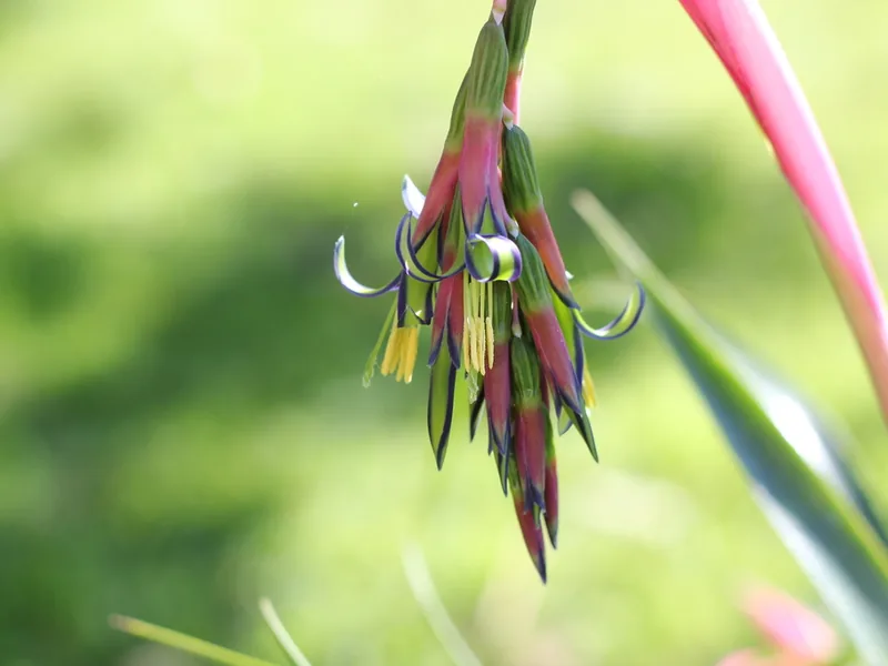 Cultivo y cuidados botánicos de Billbergia Nutans