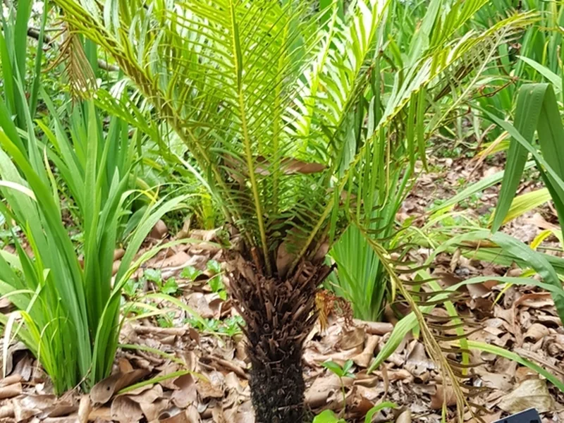 Cultivo y cuidados botánicos de Blecno enano