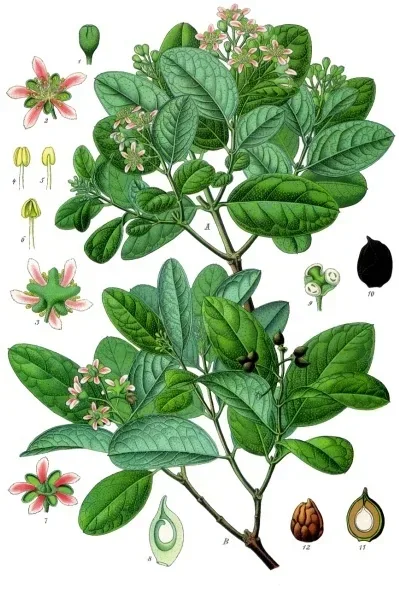 Cultivo y cuidados botánicos de Boldo De Chile