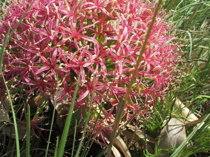 Cultivo y cuidados botánicos de Boophone Disticha